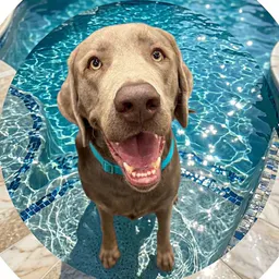 ghost_labrador