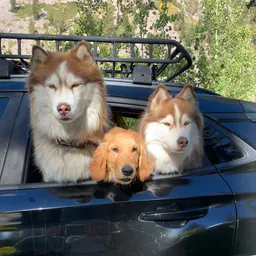 Big Paw & Beyond