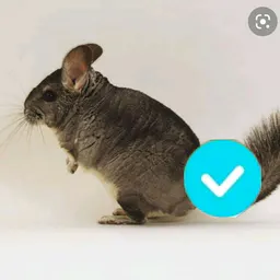 chinchillagod