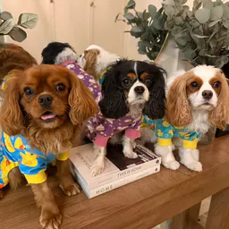 Cavalier Diaries 🐶🎀⚡️