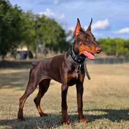 dobie-shenanigans