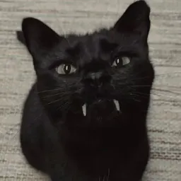 kitty