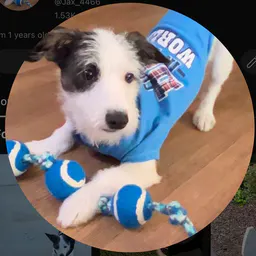 jaxfastestdog