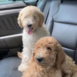Furry Friends