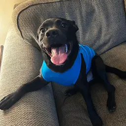 hybrid_bully