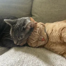 rosysgatitos