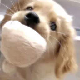 Skye