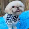 Charlietheshihtzu