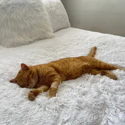 micah & leo 🐈