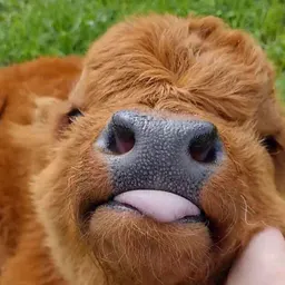Fantastic Fun Toy