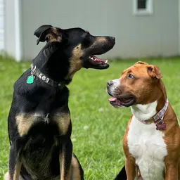 🧡Charlie & Apollo🖤
