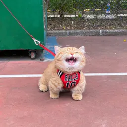 oOuchcat