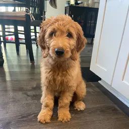 Life.of.Penny Poo