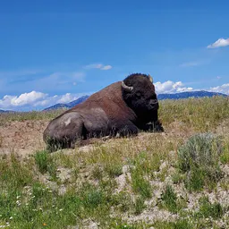 🌵Buffalo Tribe🌵