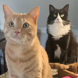 Leo & Simba