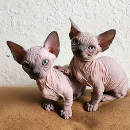 Sphynx.cats