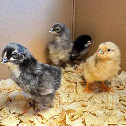 Chicken farmers