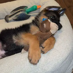 Mom of GSD 🦮🐶