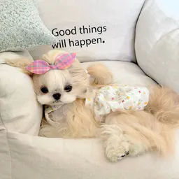 idoytocctsy