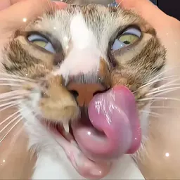 vjckdvijfkfuvjf
