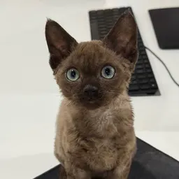 Coco the coconut