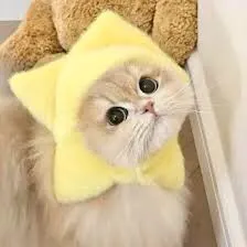 LearnBungee
