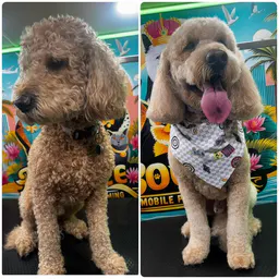 JessiGrooming professional