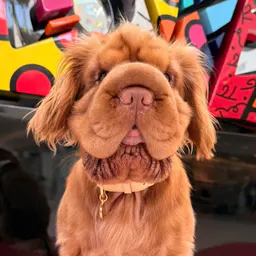 Beeing.Bailey