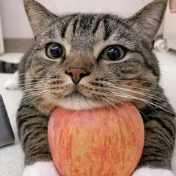 pawsomepair