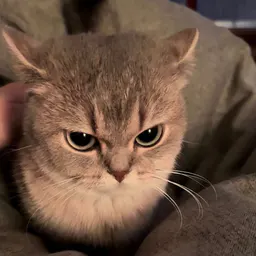 pawlife31