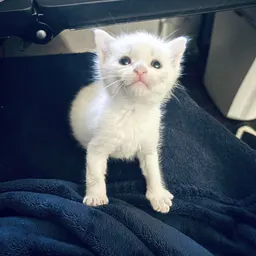 catfinds4