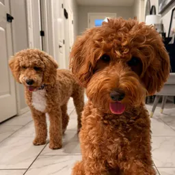 Lexi.Luna | Dog mom