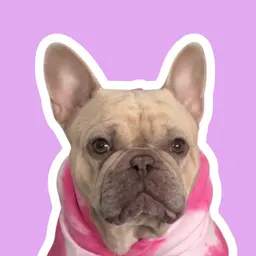 Aspen the Frenchie Fry +Michel