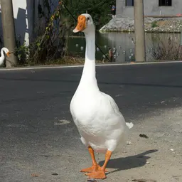 SJDG