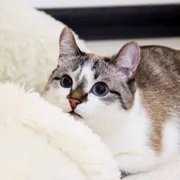 Catie.findz