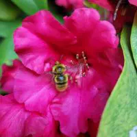 Bee Well Curations