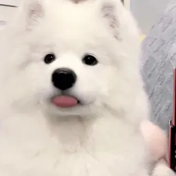 dgwtbkcljit