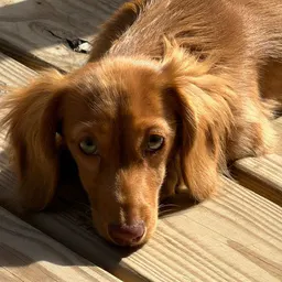 Lottie The Doxie