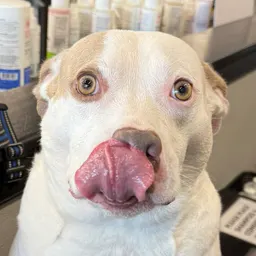 glowpicksdaily
