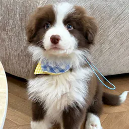 Daisy