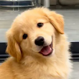 sweetpettt1