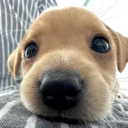 ppplllo